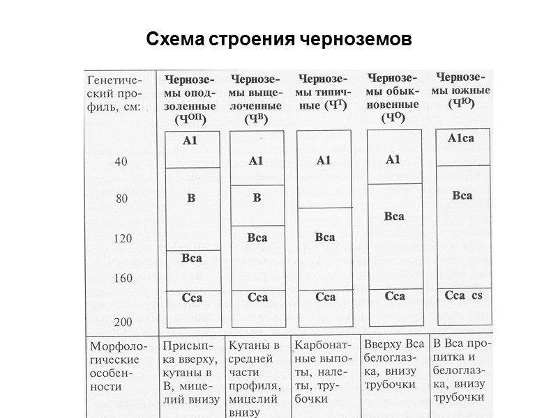 Схема строения черноземов